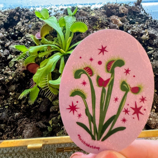 Venus Fly Trap